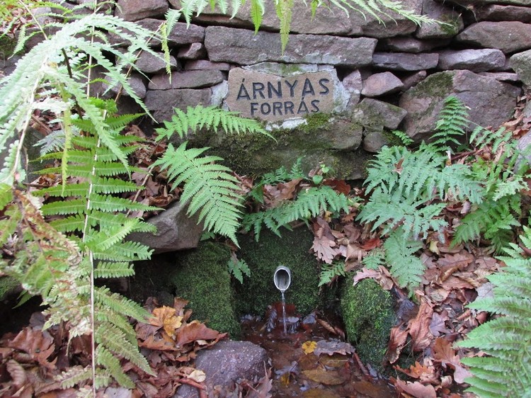 arnyas forras2