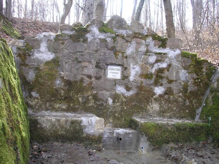 gubacsos forras