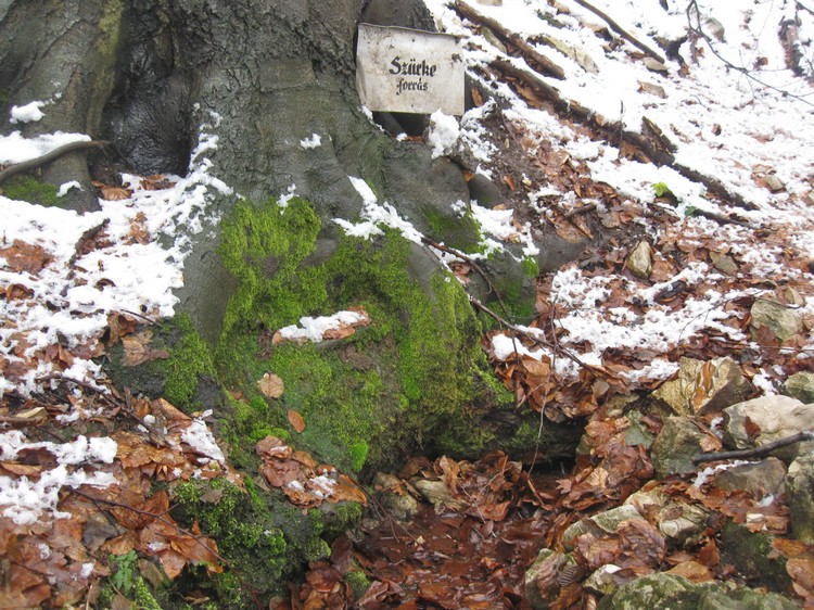 szurke forras