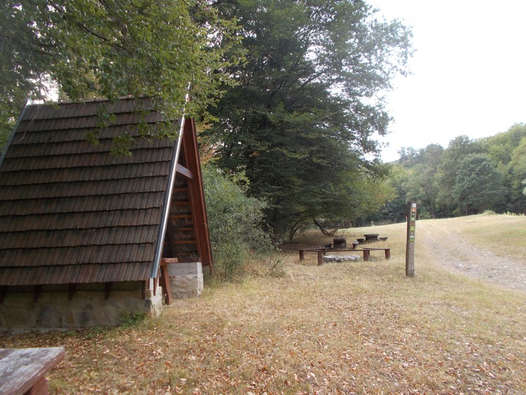 cserfa forras piheno